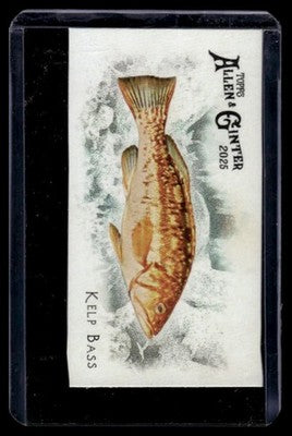 2025 Topps Allen & Ginter #FGW-29 Kelp Bass 50 Fishes from Global Waters Mini